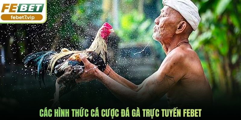 Các hình thức cá cược đá gà trực tuyến Febet