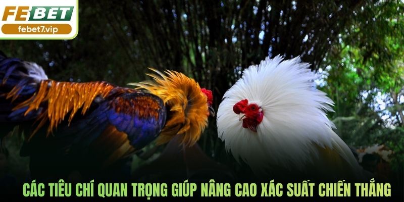 Các tiêu chí quan trọng giúp nâng cao xác suất chiến thắng