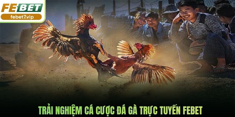Trải nghiệm cá cược đá gà trực tuyến Febet
