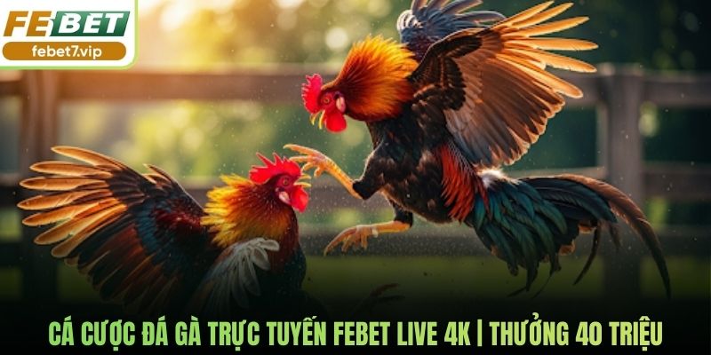 Cá Cược Đá Gà Trực Tuyến Febet Live 4K | Thưởng 40 Triệu