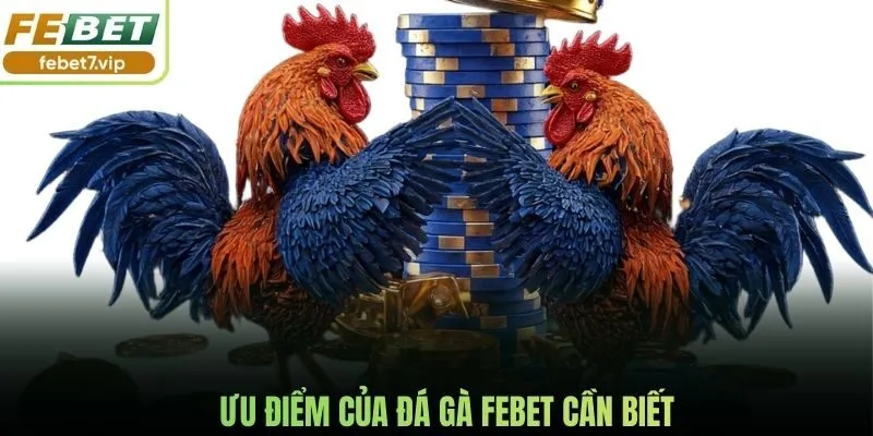Ưu điểm của đá gà Febet cần biết